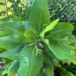May include: A vibrant green Euphorbia plant featuring broad, smooth, lance-shaped leaves arranged in a radial pattern around a central stem. The plant displays small, developing flower buds and sharp, pointed thorns along the main stalk.