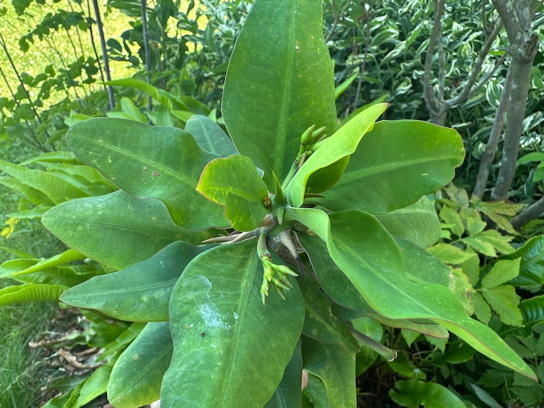 May include: A vibrant green Euphorbia plant featuring broad, smooth, lance-shaped leaves arranged in a radial pattern around a central stem. The plant displays small, developing flower buds and sharp, pointed thorns along the main stalk.
