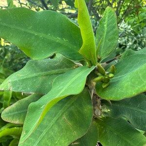 May include: A green succulent plant featuring broad, elongated leaves arranged in a radial pattern around a central stem. The plant displays small, developing buds clustered near the center, accompanied by sharp, dark thorns along the main stalk.