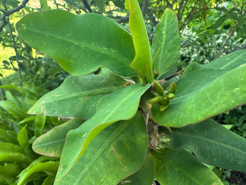 May include: A green succulent plant featuring broad, elongated leaves arranged in a radial pattern around a central stem. The plant displays small, developing buds clustered near the center, accompanied by sharp, dark thorns along the main stalk.