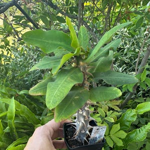 May include: A Pachypodium lamerei plant in a small black square plastic pot. The plant features a thick, grey, succulent stem covered in sharp, long, light-colored thorns. The top of the stem has a cluster of long, bright green, lance-shaped leaves.