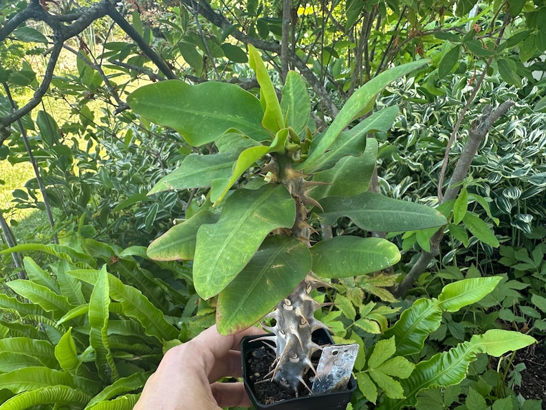 May include: A Pachypodium lamerei plant in a small black square plastic pot. The plant features a thick, grey, succulent stem covered in sharp, long, light-colored thorns. The top of the stem has a cluster of long, bright green, lance-shaped leaves.