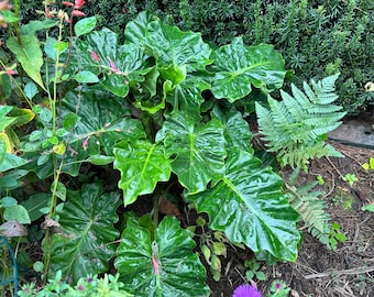 DWARF Alocasia/ elephant ears. Exact plant. Potted.