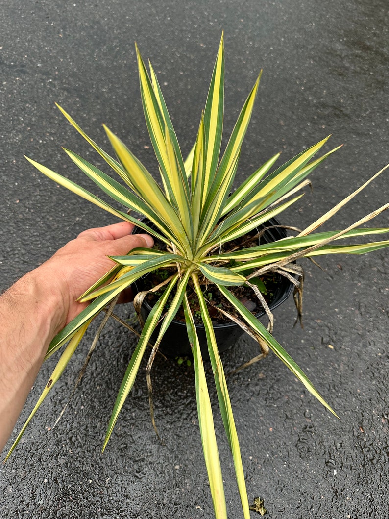 Yucca plant