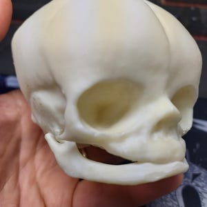 May include: A white plastic model of a human skull, showing the facial features and teeth. The skull is held in a hand.