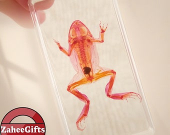 Geheimnisvoller transparent gefärbter Frosch, Skelett, echt gebeiztes Exemplar, gebleicht gefärbt, Vintage Dekoration, Im Harz, Geschenk