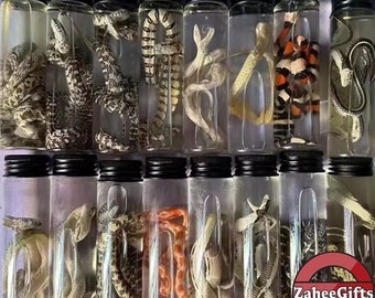 Véritable spécimen humide de serpent, spécimen aléatoire de la série serpent des vents sombre conservé dans du verre, entomologie de taxidermie en flacon, spécimens de serpent fabriqués à la main