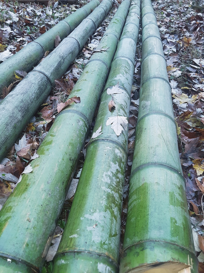 Green Bamboo Pole 4" Diameter Fresh Cut Bamboo Indoor Outdoor Decor Thick Bamboo Natural Bamboo Pole Big Bamboo Decor image 1