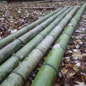 Green Bamboo Pole 4" Diameter Fresh Cut Bamboo Indoor Outdoor Decor Thick Bamboo Natural Bamboo Pole Big Bamboo Decor image 2