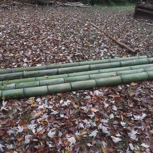 Green Bamboo Pole 4" Diameter Fresh Cut Bamboo Indoor Outdoor Decor Thick Bamboo Natural Bamboo Pole Big Bamboo Decor image 4