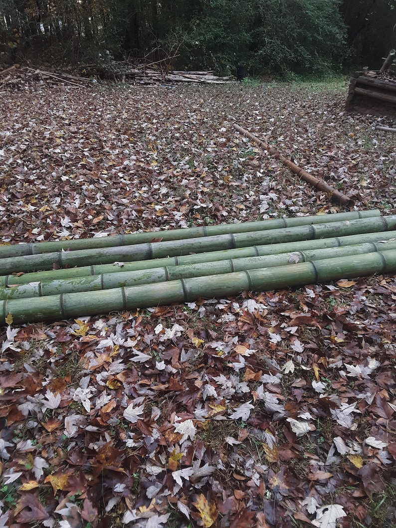 Green Bamboo Pole 4" Diameter Fresh Cut Bamboo Indoor Outdoor Decor Thick Bamboo Natural Bamboo Pole Big Bamboo Decor image 4