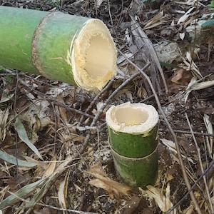 Green Bamboo Pole 4" Diameter Fresh Cut Bamboo Indoor Outdoor Decor Thick Bamboo Natural Bamboo Pole Big Bamboo Decor image 3