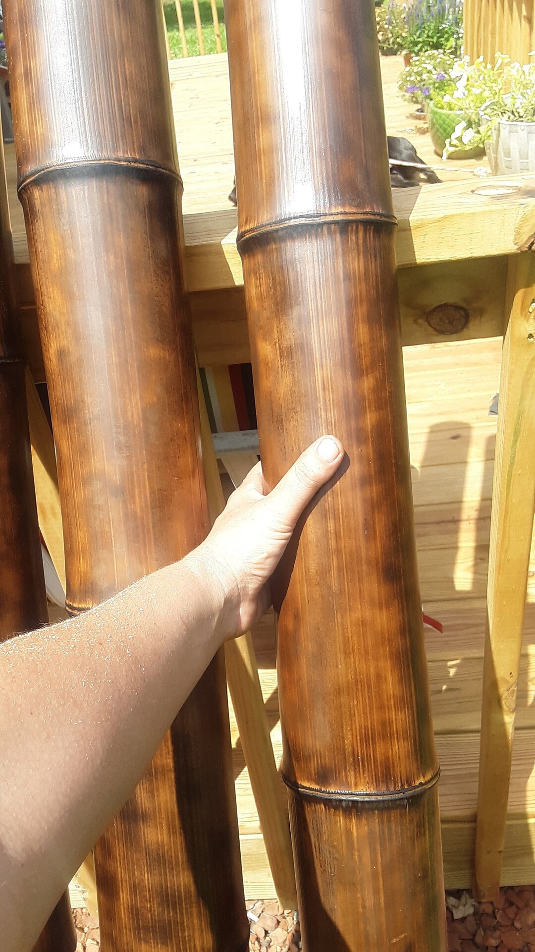 Fresh Cut Bamboo Poles – 2.5–3 Inch Diameter, 3ft To 8ft Lengths, Flame Treated For Durability (6 Pack)