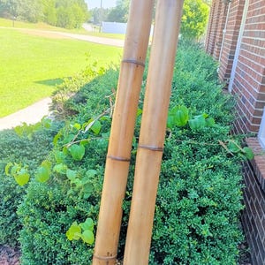 May include: Two tall, cylindrical bamboo poles with a smooth, light brown finish and visible dark brown nodes spaced along their length. The poles are positioned vertically, showing a natural wood grain texture and a consistent, sturdy structure.