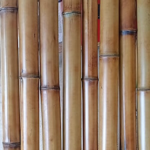 Bamboo Poles 2 pk 2.5-3" Diam. Natural Tiki Decor Bamboo Construction Poles