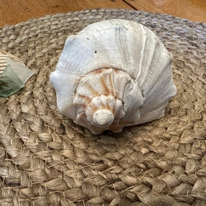 Cape Lookout Knobbed Whelk