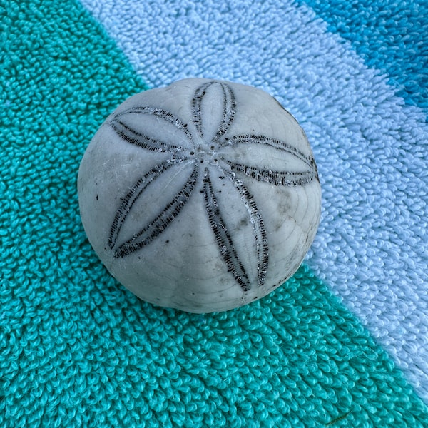 Holden Beach Sea Biscuit