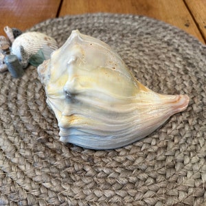 Cape Lookout Knobbed Whelk