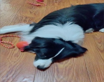 Rechinar los dientes del perro, descomprimir el molar, pelota de juguete para mascota, pelota de fuerza elástica, capa dorada, pelota de goma sólida para gato