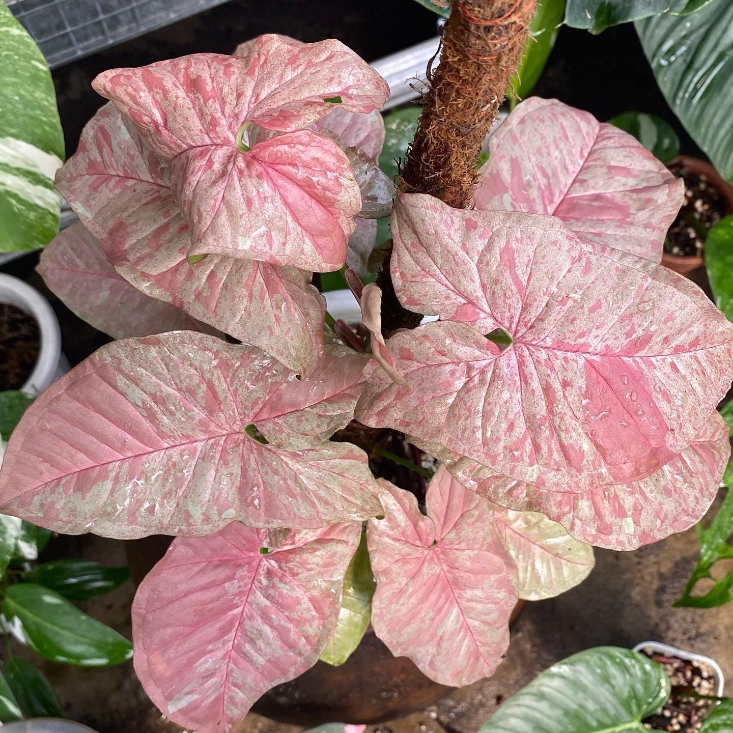 monstera size Monstera Deliciosa Houseplants, Medium in Bubblegum main image 0