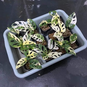 Monstera adansonii variegada - Monstera adansonii variegada - Planta tropical variegada rara