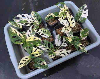 Monstera adansonii variegata - rara pianta tropicale variegata