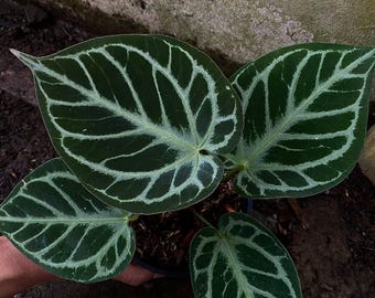 Anthurium RC X Dorayaki X Red Crystallinum 4” - Growers Choice - Etsy