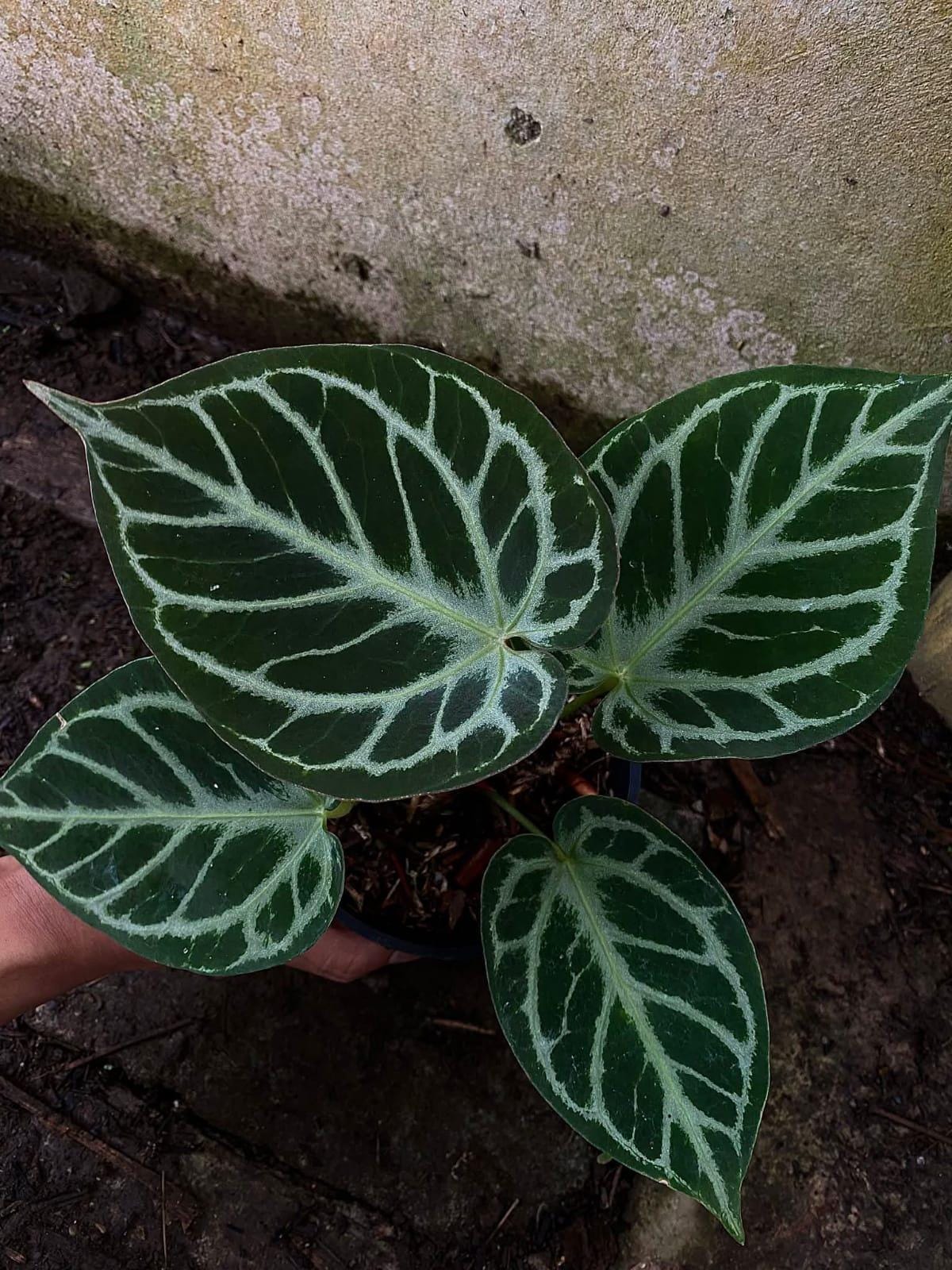 Anthurium Dorayaki Silver X King of Spades - Plant - Rare Tropical