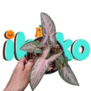 May include: A potted Syngonium plant with pink and green leaves. The leaves have a distinctive arrowhead shape and are set against a white background. The plant is in a black pot, and the image includes the word "iloko" in turquoise.