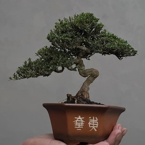 May include: A bonsai tree with a twisted trunk and green leaves. The tree is in a brown, rectangular pot with white Chinese characters. The bonsai is a miniature tree, a form of living art.