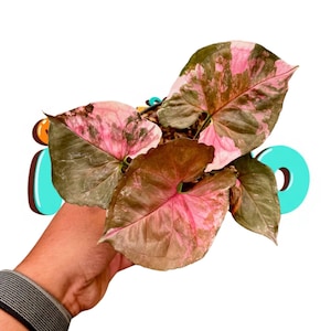 Philodendron Strawberry Ice - Etsy