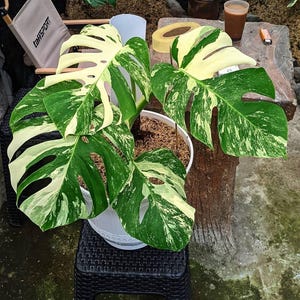 Puede incluir: Una planta de Monstera en maceta blanca, con hojas grandes y abigarradas en tonos verdes y crema. La planta está sobre un taburete de mimbre negro. El fondo incluye una pequeña silla plegable y una mesa de madera. Las hojas tienen un patrón único.