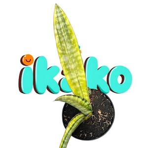 Puede incluir: Una planta de serpiente en maceta con hojas largas, abigarradas, verdes y amarillas. La planta está en una maceta negra llena de tierra. La palabra "ikako" está escrita en letras turquesas con una carita sonriente naranja.