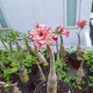 Op de afbeelding: Een woestijnroosplant met een meerlaagse bloem met bonte bloemblaadjes in tinten crème, lichtroze en diep magenta. De plant heeft een dikke, vlezige, lichtgrijze stam en staat in een donkere pot tussen andere soortgelijke planten.