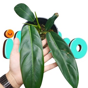 Puede incluir: Una planta Philodendron en maceta con hojas alargadas de color verde oscuro en forma de lanza y nervaduras centrales prominentes. La planta está en un recipiente de plástico negro con tierra y muestra varios tallos con hojas lisas.