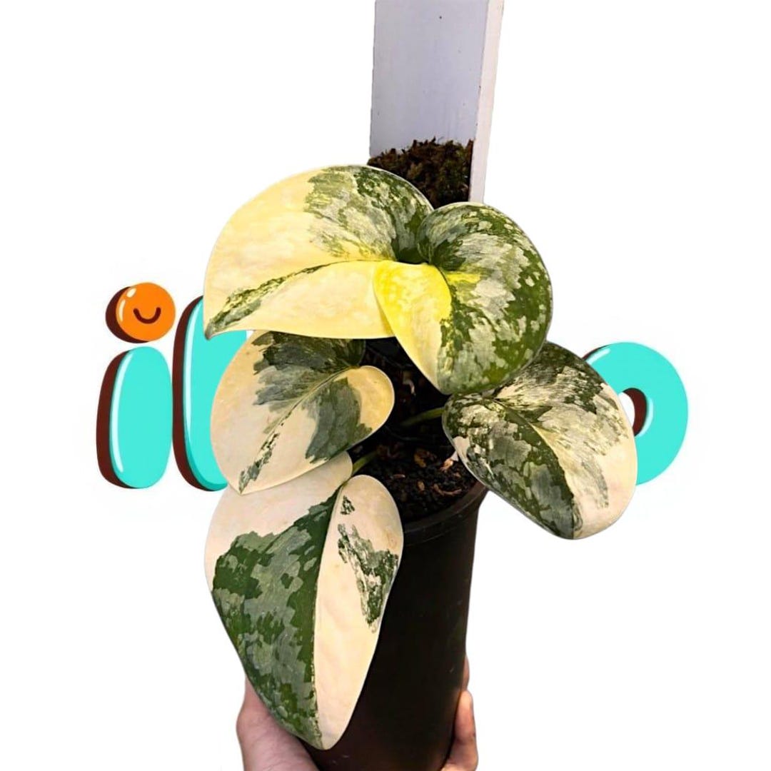 Scindapsus Variated Scindapsus Siak Variegated - Rare Tropical Plant Variegated - Etsy