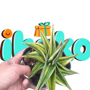 Sansevieria samurai Drawf Bunt Unikat Schlangenpflanze - seltene Tropenpflanze Bunt