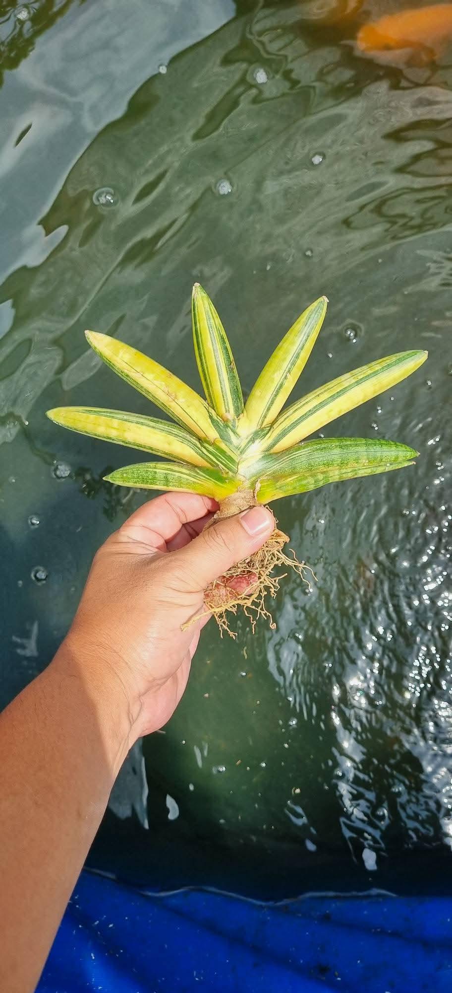 Boncel Sansevieria Boncel Variegated Unique Snake Plant - Rare Tropical Plant ...