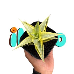 Sansevieria sweet celery variegated unique snake plant - rare tropical plant variegated