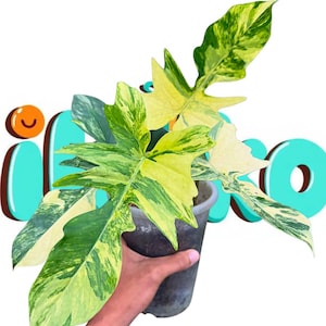 Könnte beinhalten: Eine Topfpflanze mit großen, bunten Blättern in Grün- und Gelbtönen. Die Pflanze wird in einem durchsichtigen Plastiktopf gehalten. Das Bild hat das Wort "iloko" im Cartoon-Stil.