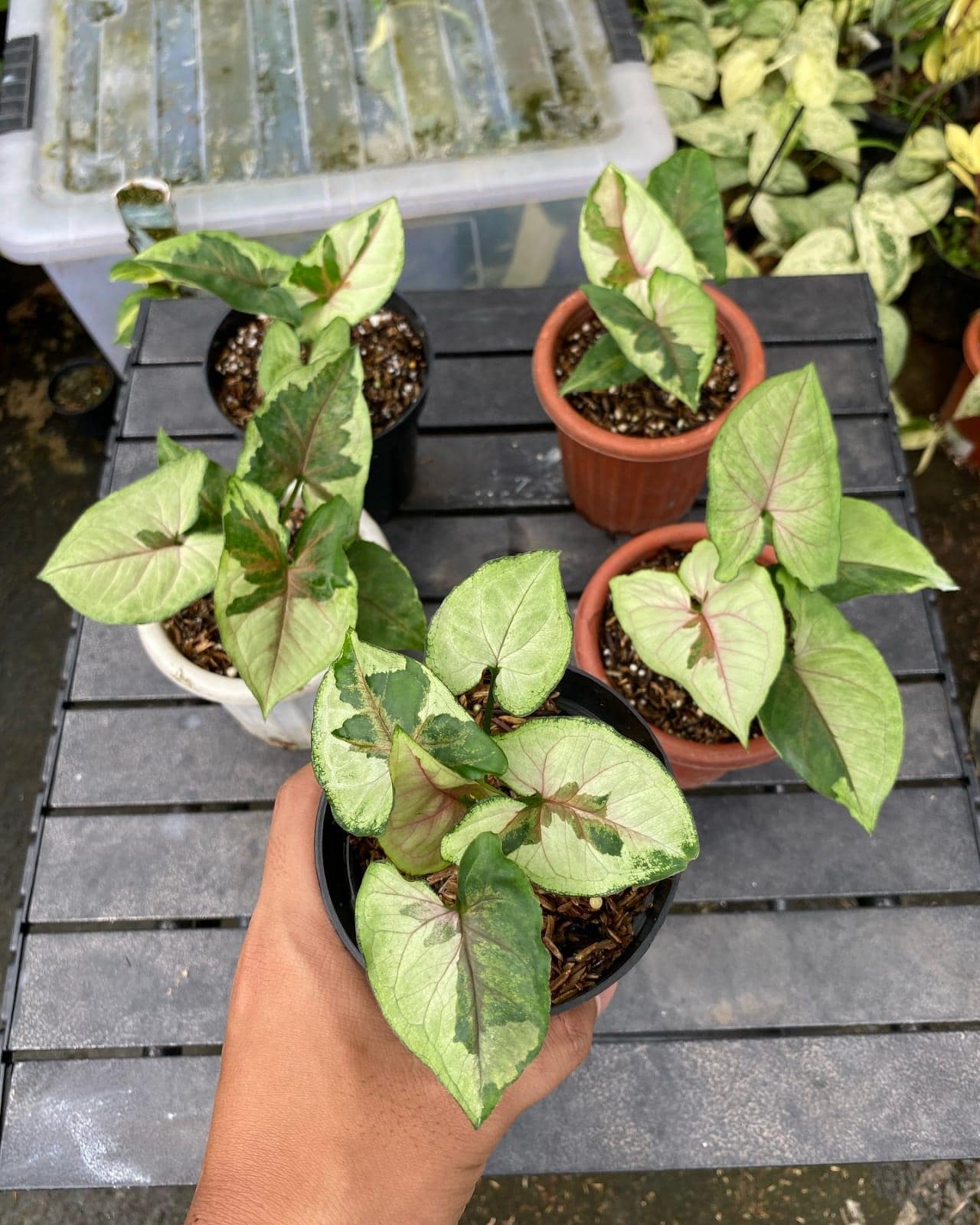 Monstera white lava - Etsy 日本