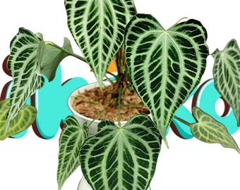 Anthurium Seedlings-4 (anthurium Forgetii X Wu5 Red Crystallinum
