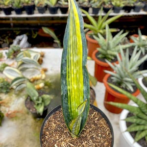Sansevieria Dragon King - Etsy