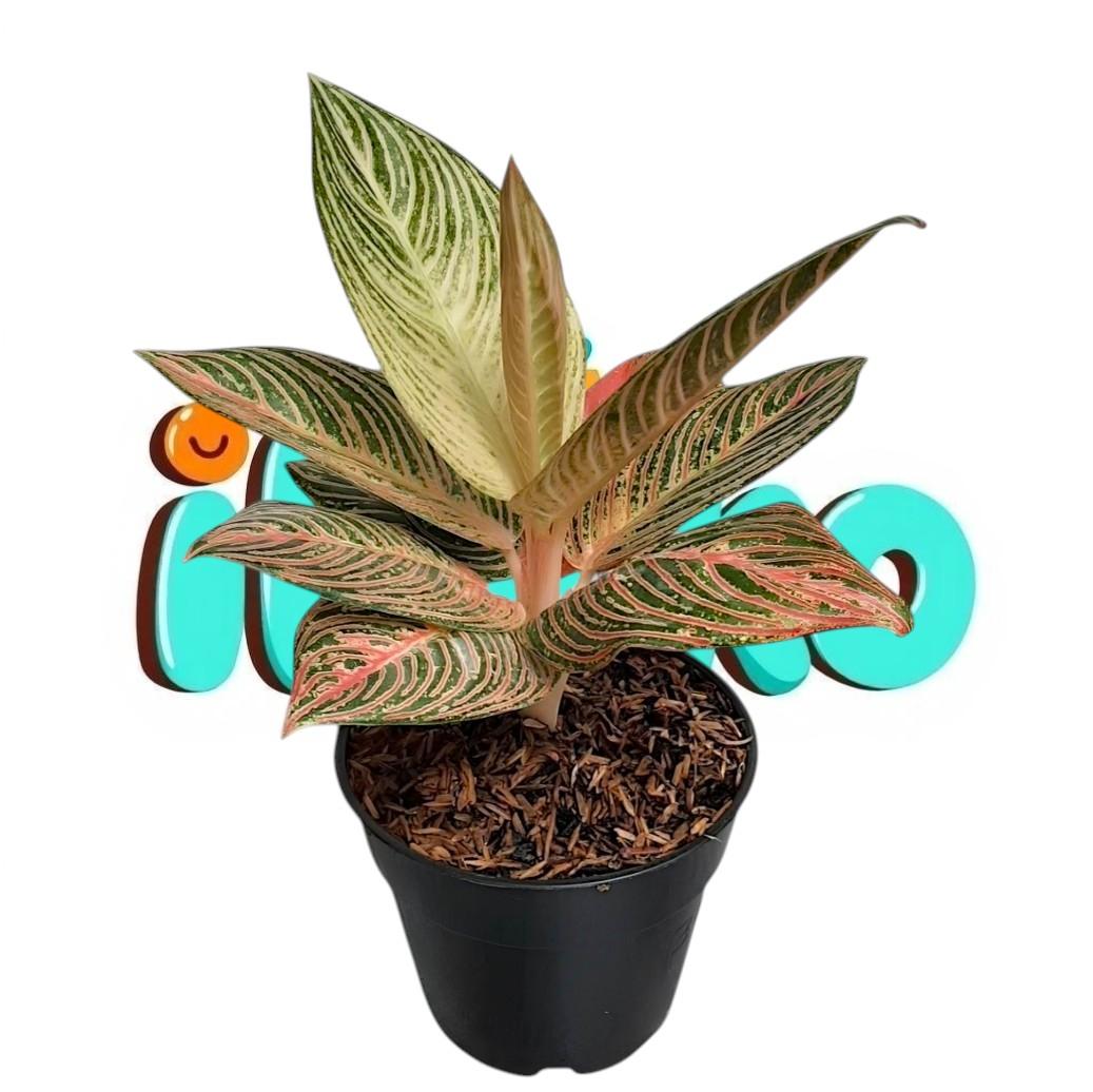 Aglaonema Golden Hope Unique Plant - Rare Tropical Plant