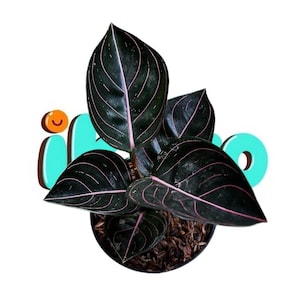 Aglaonema rotundum - Etsy 日本