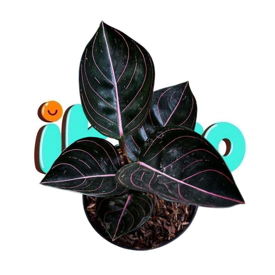 Aglaonema rotundum - Etsy 日本