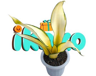 Sansevieria asahi golden mutation unique snake plant - rare tropical plant variegated