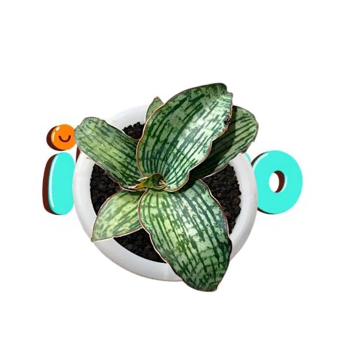 Cleopatra Snake Plant - Etsy