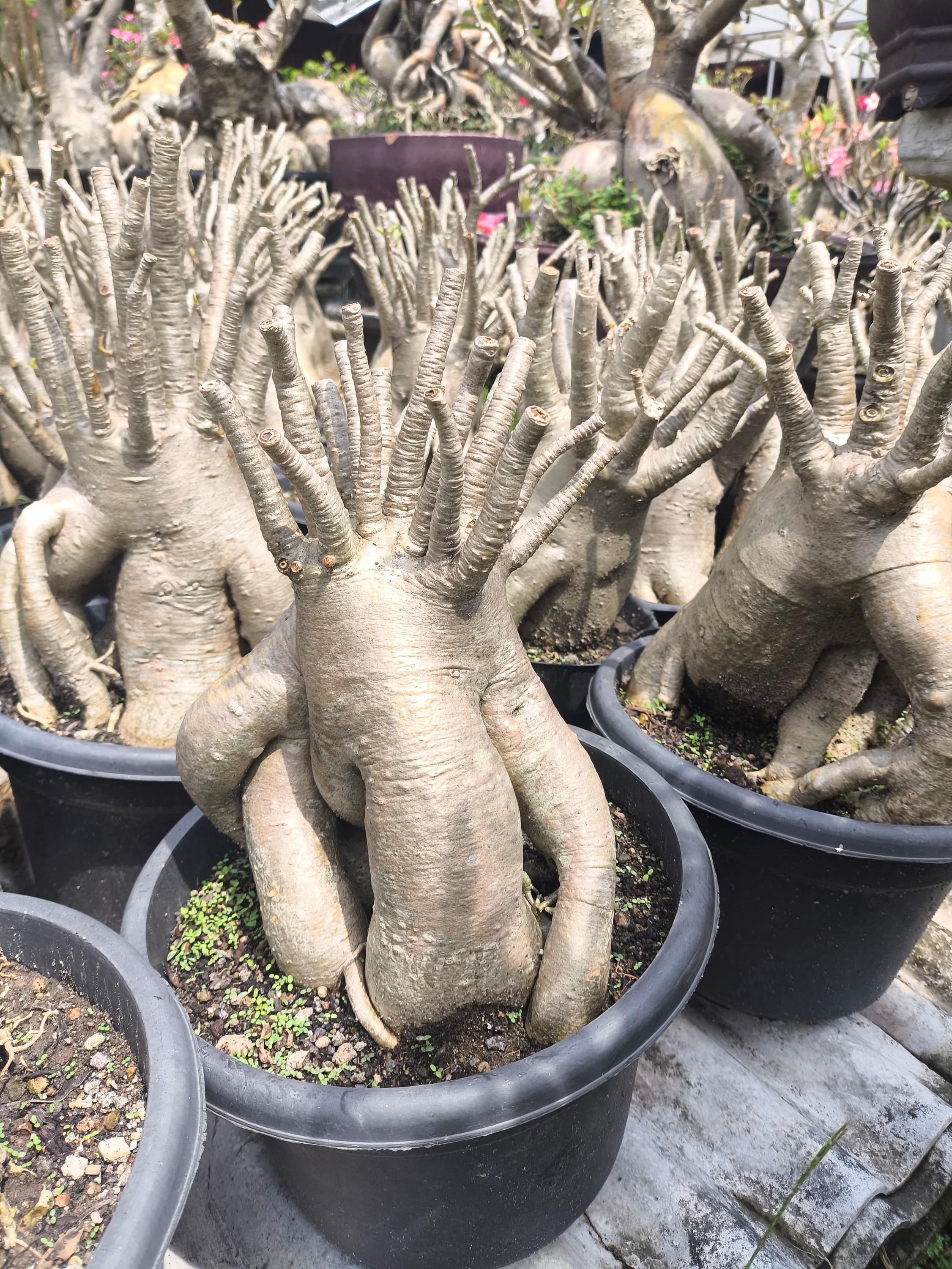 Adenium arabicum - Etsy sterreich