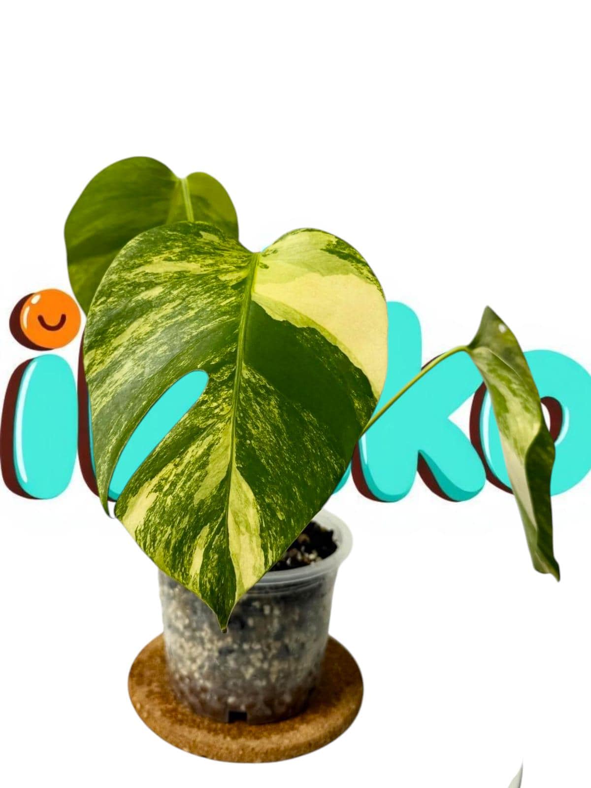 Monstera Aurea Marmorata - Etsy